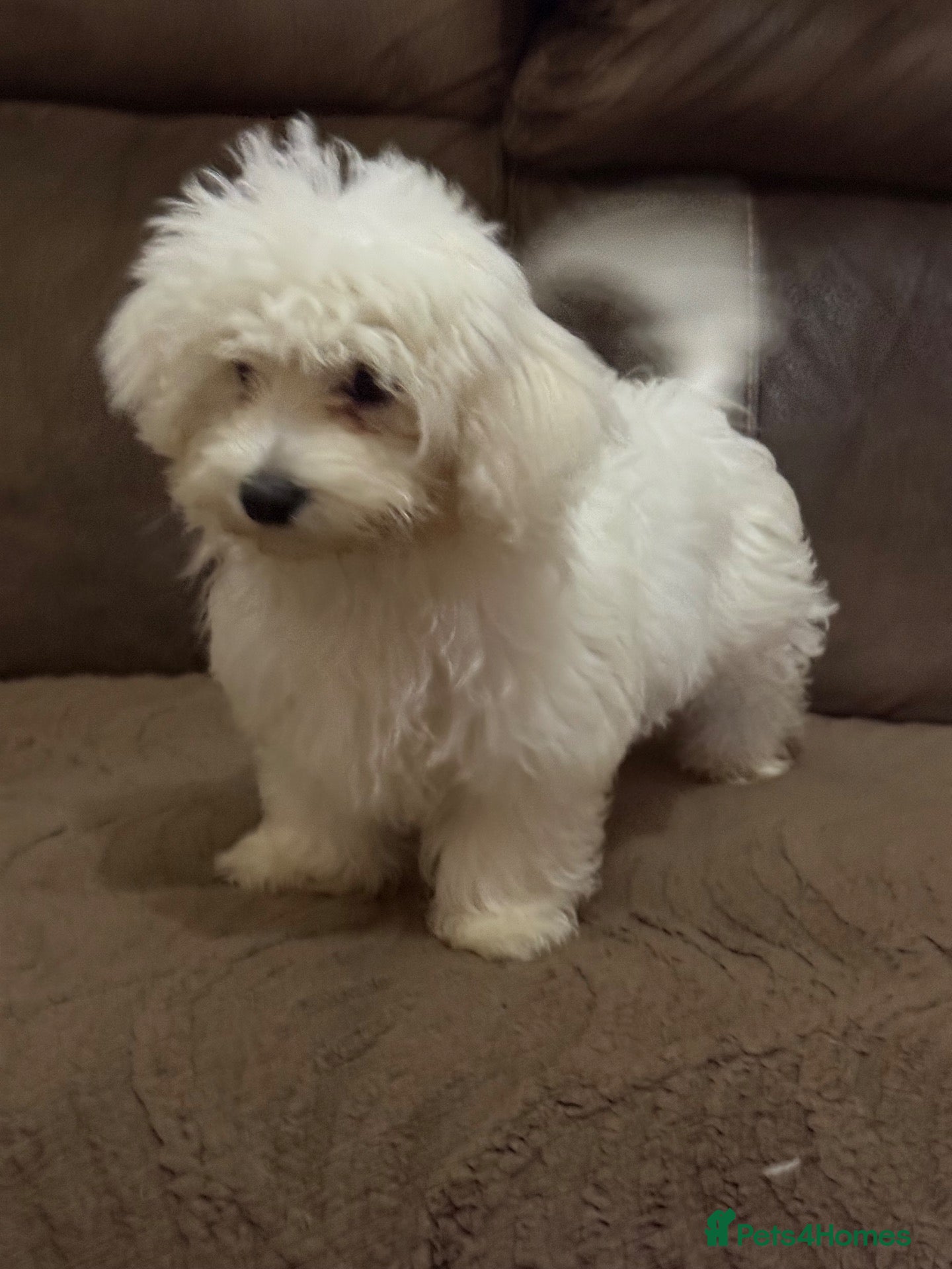 Maltese dogs for sale: Bichon Maltese  - Advert 1