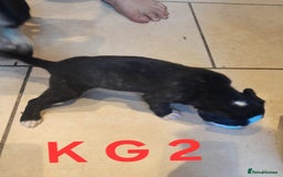 Staffordshire Bull Terrier dogs for sale: Staffordshire bull terrier 2x litters - Image 9