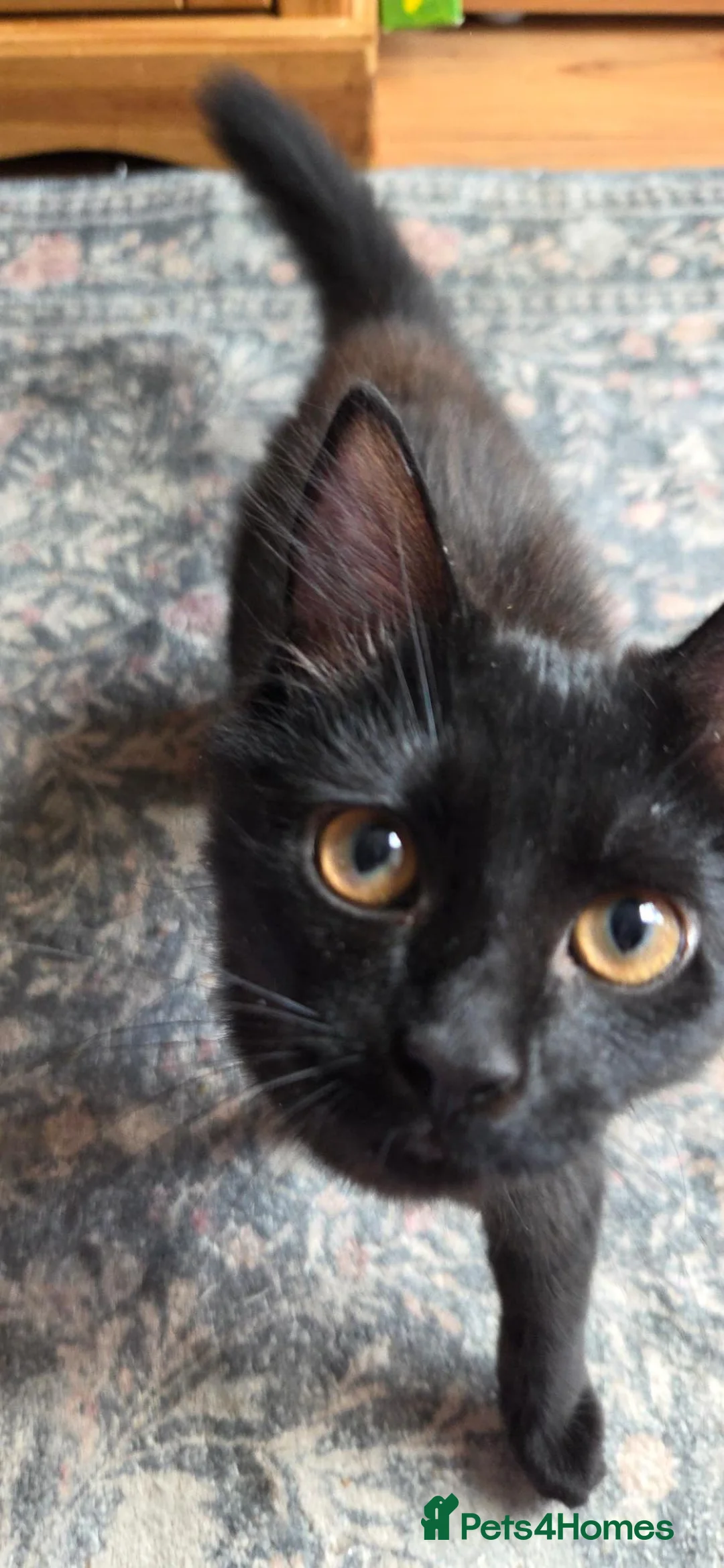 Mixed Breed cats for sale: Beautiful little kitten in Milton Keynes - Advert 2