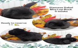 Mini Lop rabbits for sale: Mini lops ready to reserve - Image 6
