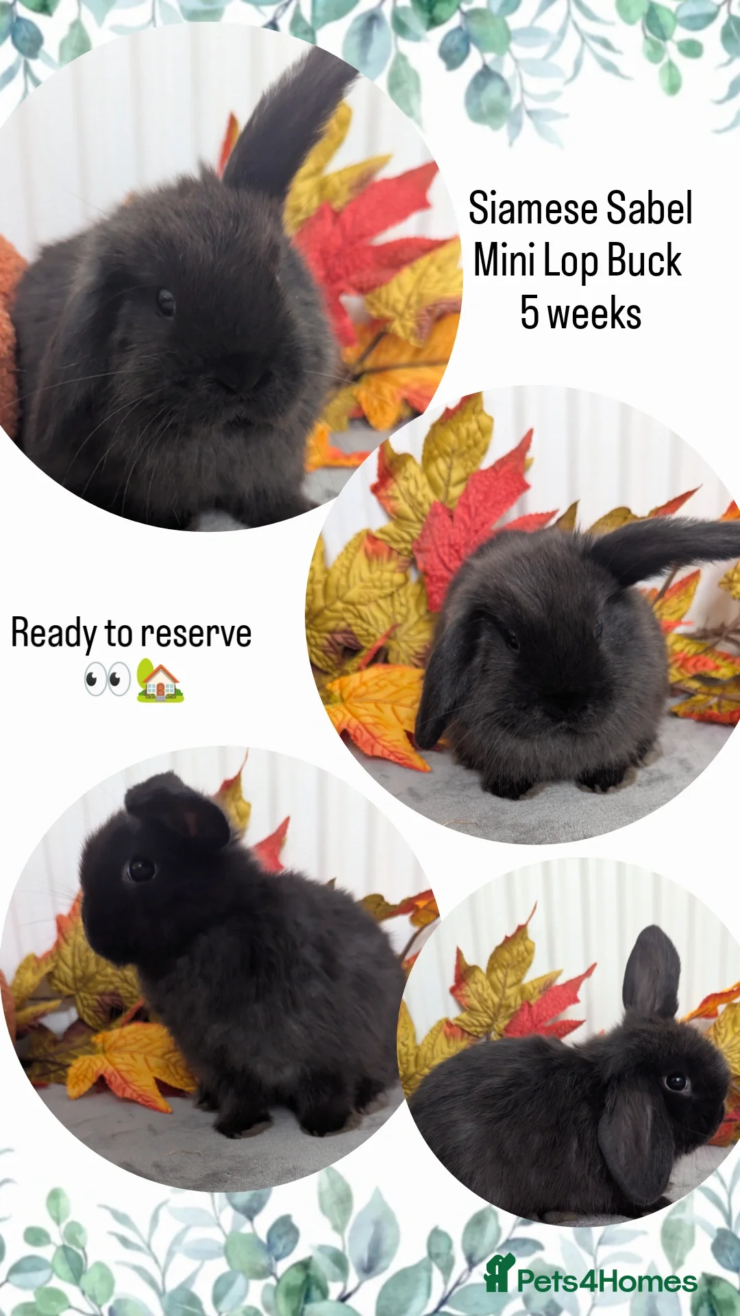 Mini Lop rabbits for sale: Mini lops ready to reserve - Image 6