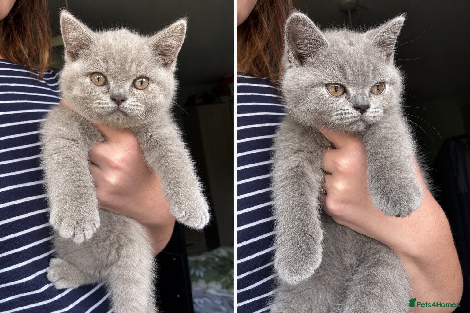 British Shorthair cats Reduced READY TO GO GCCF BRIT SHORTHAIR!  - Advert 8