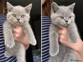 British Shorthair cats Reduced READY TO GO GCCF BRIT SHORTHAIR! - Advert 8