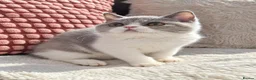 British Shorthair cats for sale: Ready now🐈 - Advert 7