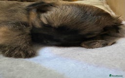 Mixed Breed dogs for sale: Stunning Toy Shihpoo Pom Puppies ready to reserve - Image 3