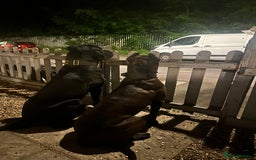 Mixed Breed dogs for sale: Rocco  - Advert 4