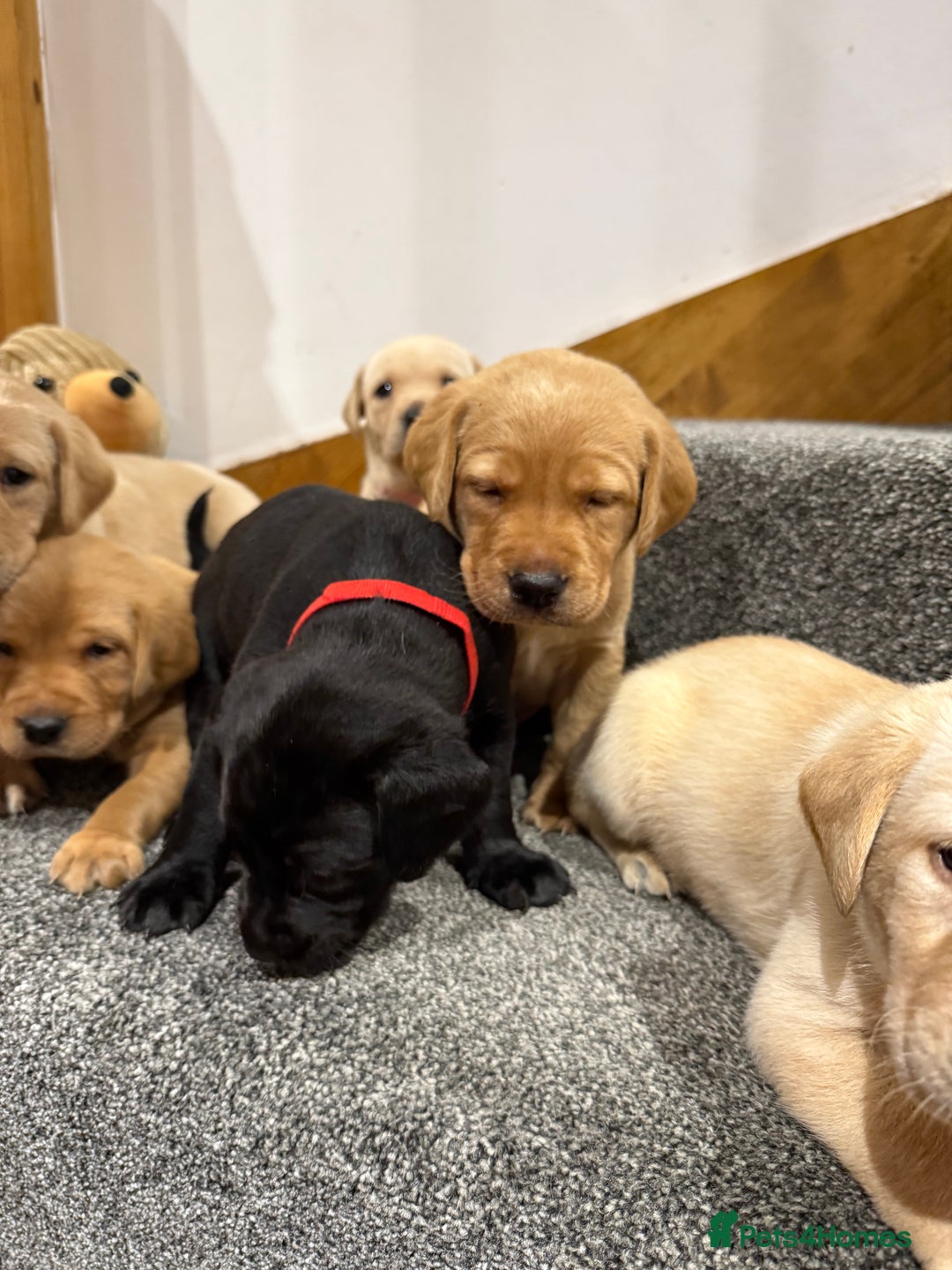 Labrador Retriever dogs for sale: Early Autumn Labrador Puppies - Image 10