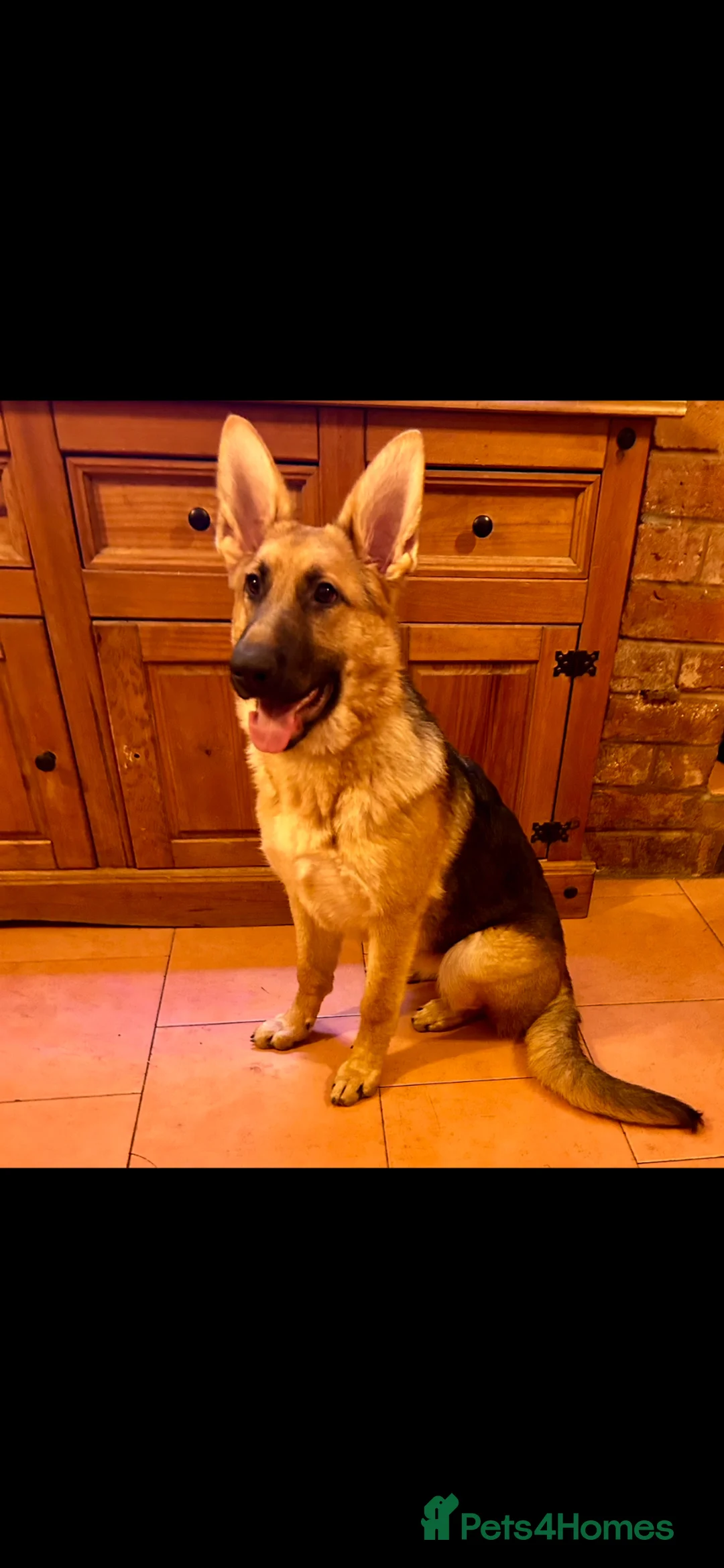 German Shepherd dogs for sale: Straight back pure breed German shepherd puppies - Advert 2
