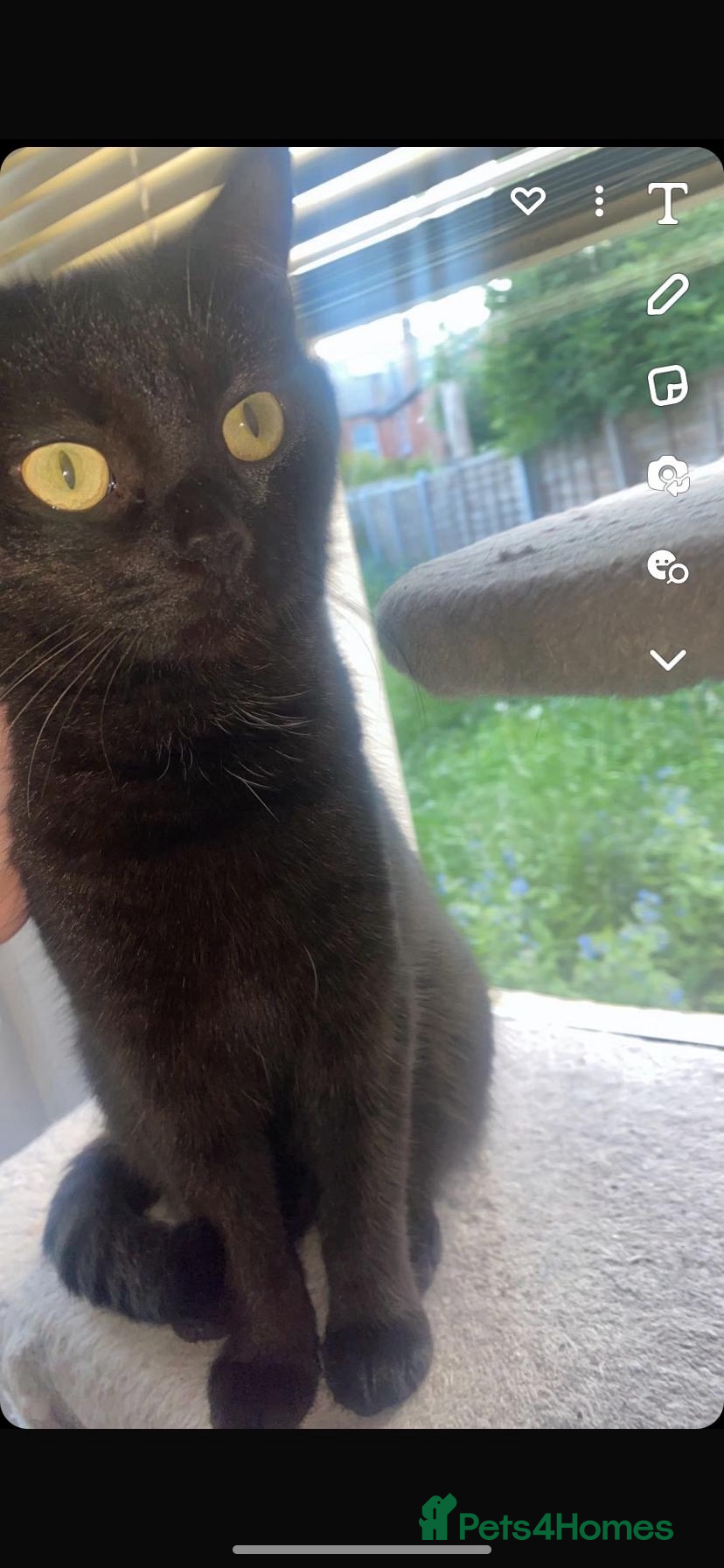 Domestic Shorthair cats Beautiful Persian mix black female cat  - Advert 10