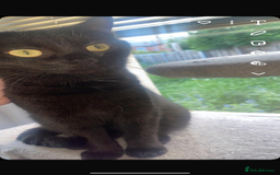 Domestic Shorthair cats for sale: Beautiful Persian mix black female cat  - Advert 1