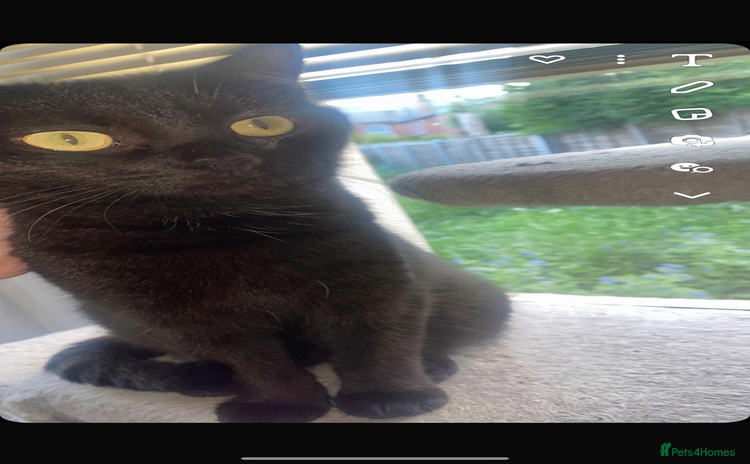 Domestic Shorthair cats Beautiful Persian mix black female cat  - Advert 2