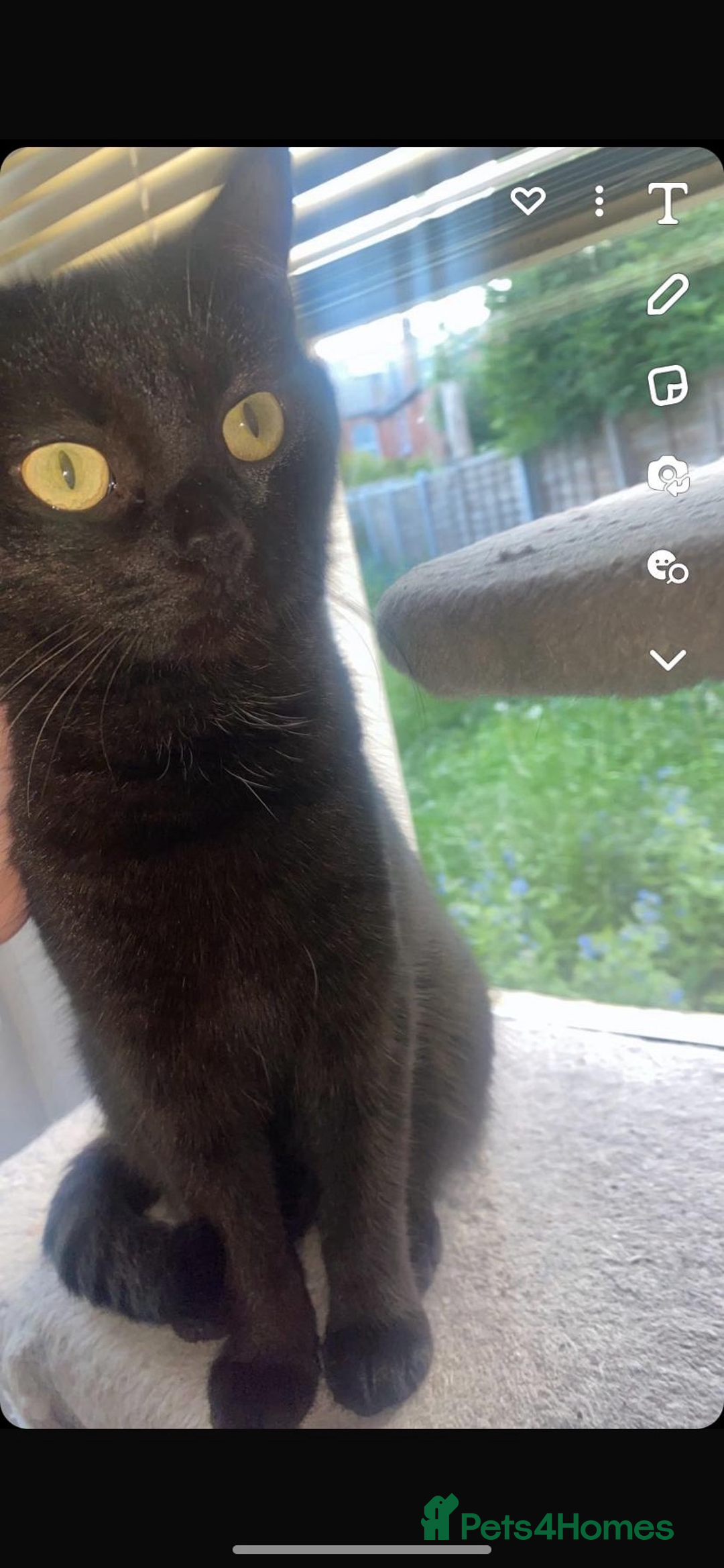 Domestic Shorthair cats for sale: Beautiful Persian mix black female cat  - Advert 1