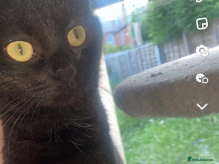 Domestic Shorthair cats Beautiful Persian mix black female cat - Advert 15