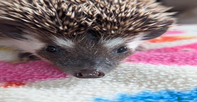 Pygmy Hedgehog rodents - Advert 5