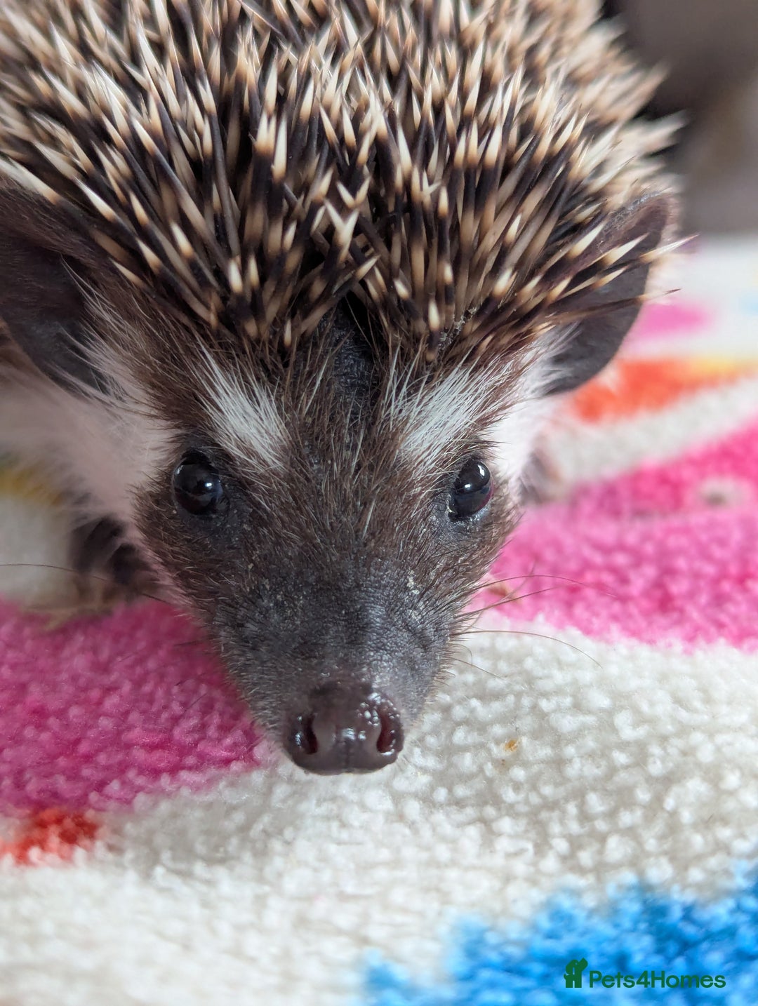 Pygmy Hedgehog rodents for sale: REDUCED PRICE!!! Gorgeous Hoglets/ READY NOW!!!! - Image 8
