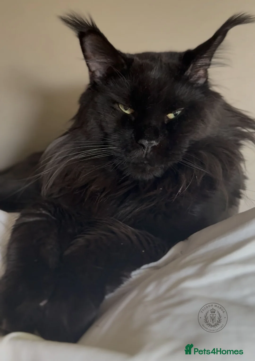Maine Coon cats for sale: Exceptional TICA Polydactyl Maine Coon Sisters - Advert 33