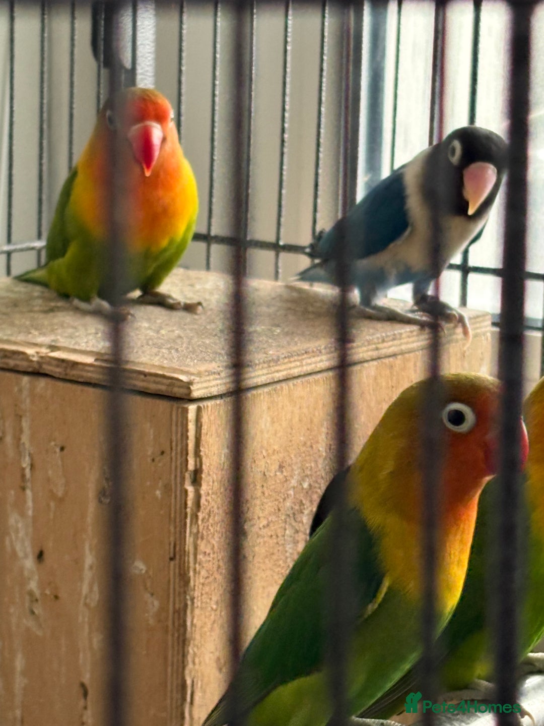 Lovebirds birds for sale: Beautiful and exotic Love bird for sale - Advert 6