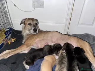 Mixed Breed dogs 1 beautiful boy pup for sale last In litter - Advert 3