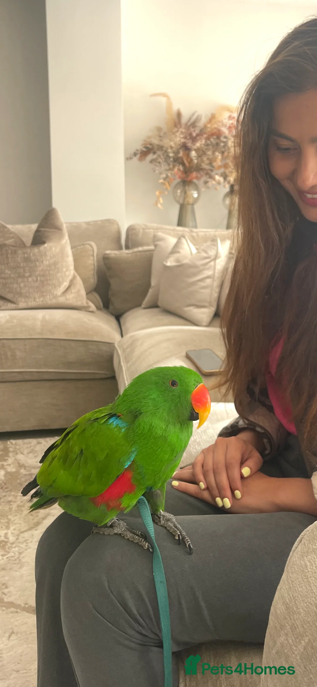 Parrots birds for sale: Silly tame, healthy Eclectus boy - Advert 6