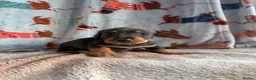 Dachshund dogs for sale: KC teckel/wirehaired dachshunds  - Advert 2