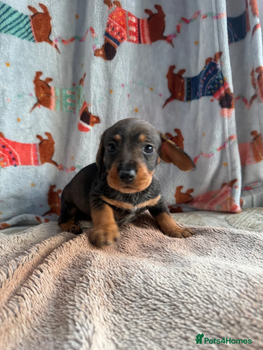Dachshund dogs for sale: KC teckel/wirehaired dachshunds  - Advert 2
