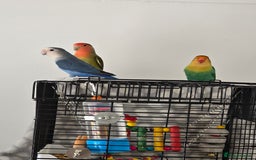 Lovebirds birds for sale: For sale - Image 5