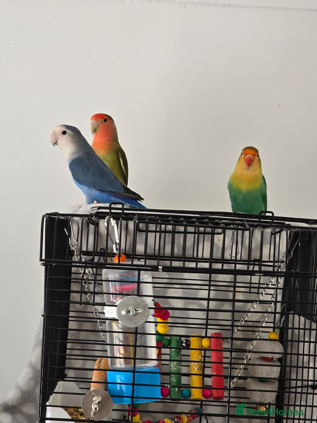 Lovebirds birds for sale: For sale - Image 5