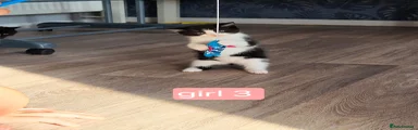 Mixed Breed 4