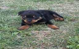Rottweiler dogs for sale: 🐾 Adorable Rottweiler Puppy for Sale  🐾 - Image 3
