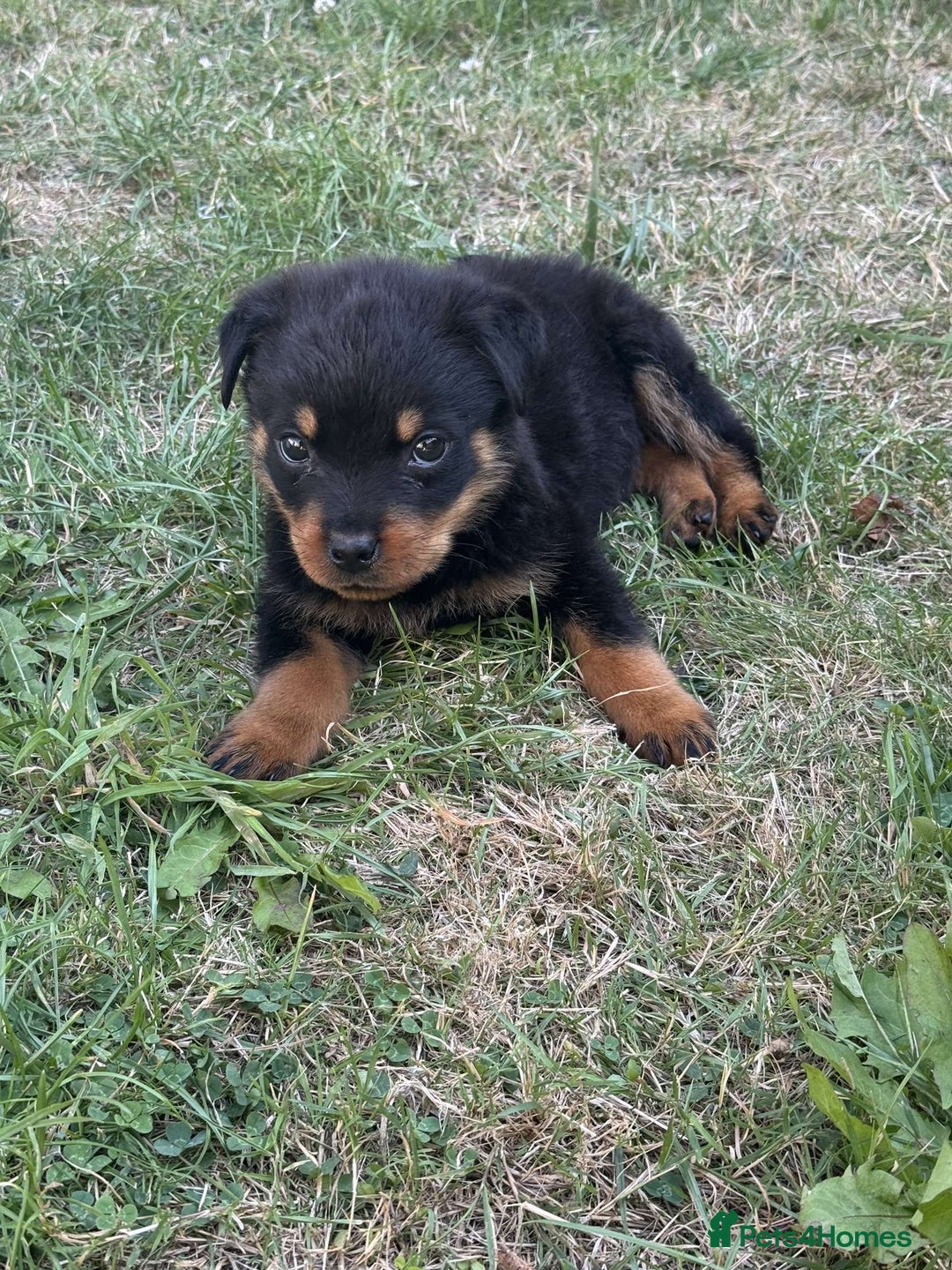 Rottweiler dogs for sale: 🐾 Adorable Rottweiler Puppy for Sale  🐾 - Image 3