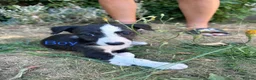 Mixed Breed dogs for sale: Gorgeous pups  in Southampton - Advert 3