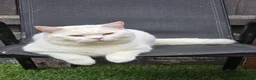 British Shorthair cats for stud: 🤍 PROVEN White British Shorthair Stud Service 🤍 - Advert 6
