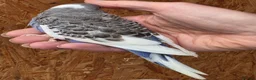Budgerigars birds for sale: Hand tame violet baby budgies for sale  - Advert 3