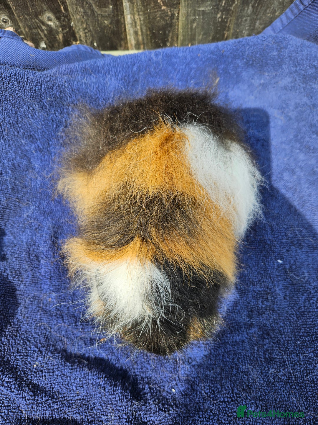 Guinea Pig rodents for sale: 3 young male guinea pigs available - Image 3