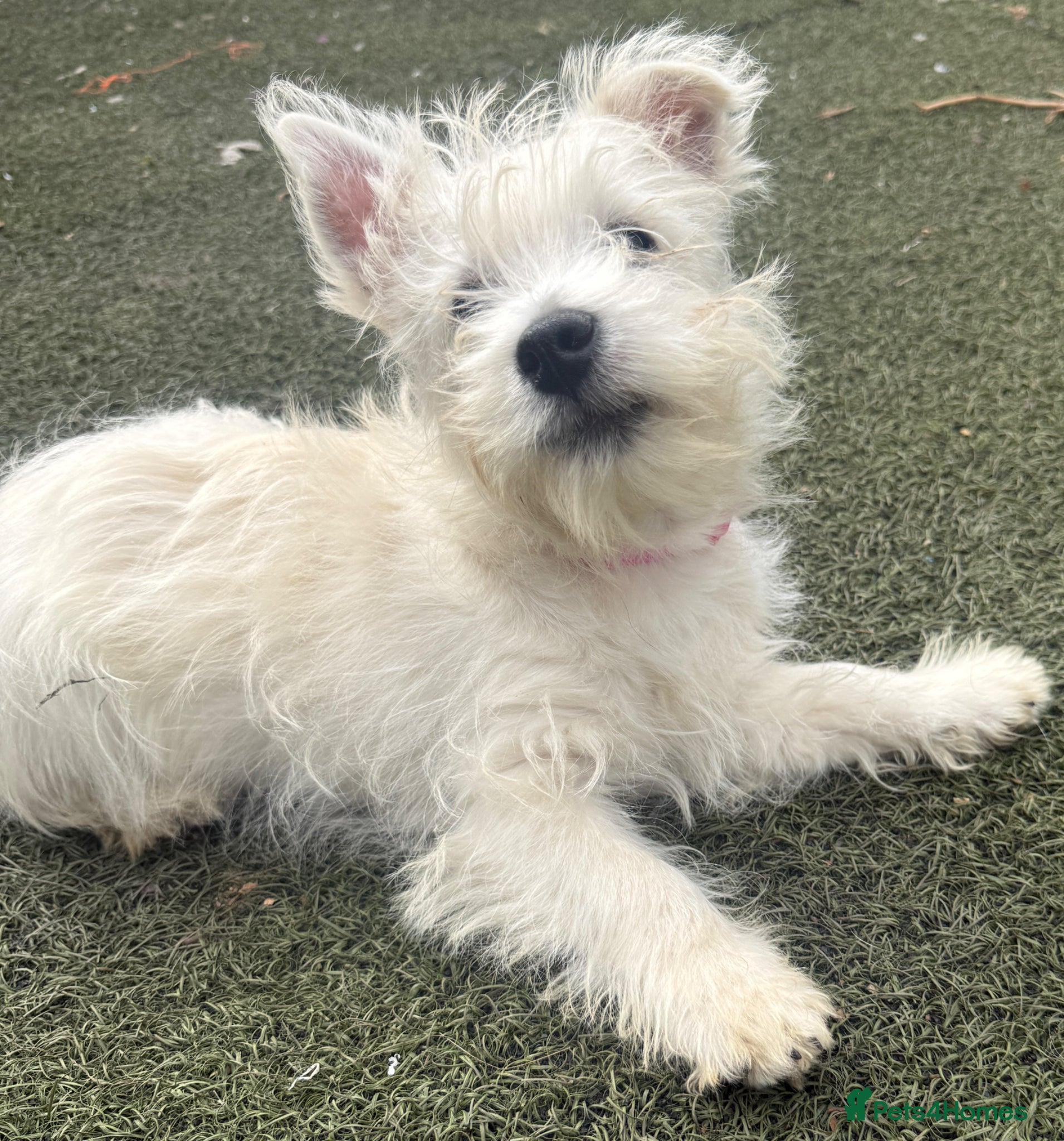 West Highland Terrier dogs KC Registered Westie Puppies - Advert 1