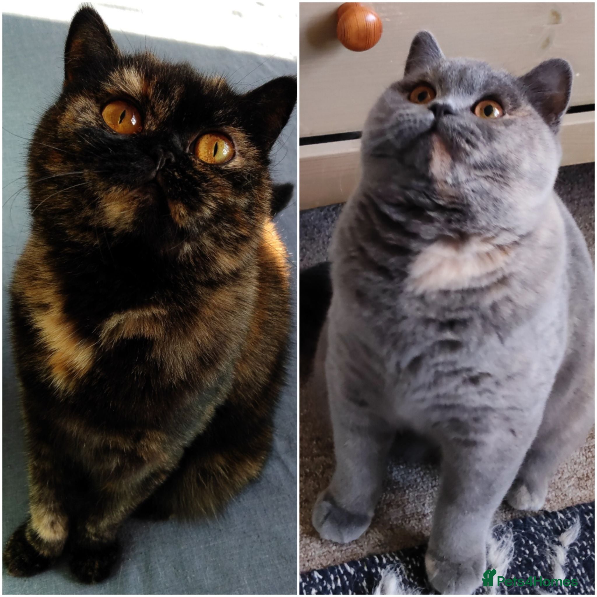 British Shorthair cats Two fantastic BSH pedigree sisters GCCF registered - Advert 2