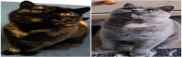 British Shorthair cats for sale: Two fantastic BSH pedigree sisters GCCF registered - Advert 1