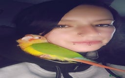 Conures birds for sale: Pineapple conure + full set up - Image 4