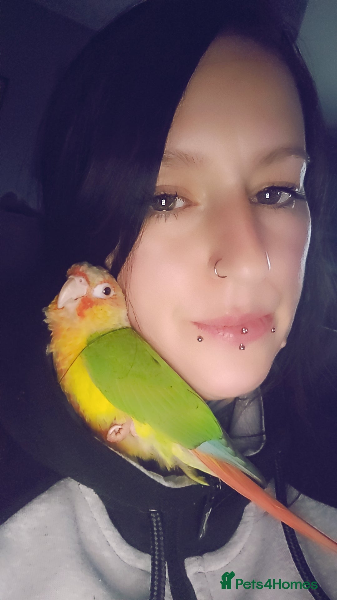 Conures birds for sale: Pineapple conure + full set up - Image 4
