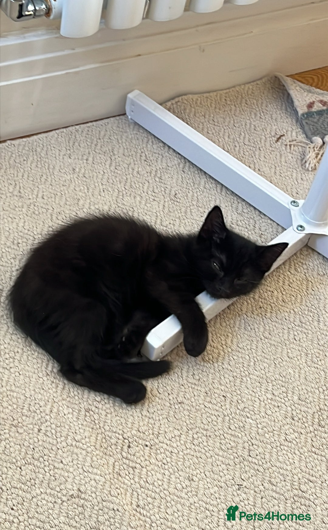 Persian cats for sale: Male Half Persian Kitten  - Image 3
