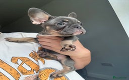 French Bulldog dogs for sale: 1 Gorgeous Lilac & Cherry Tan Girl Frenchie LEFT - Image 2