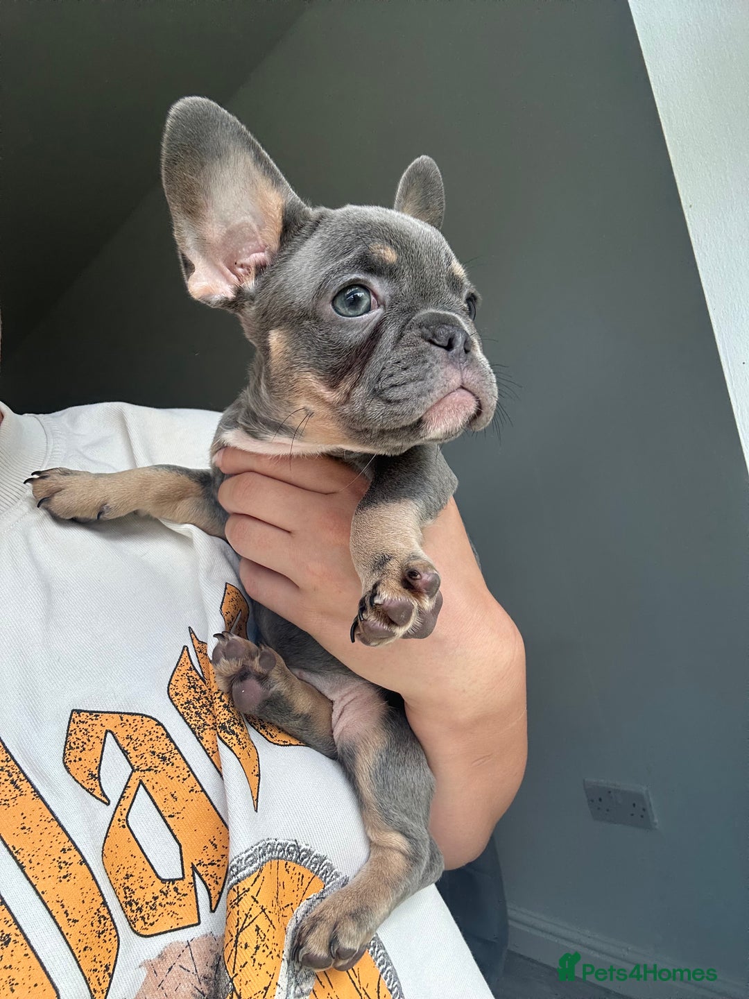 French Bulldog dogs for sale: 1 Gorgeous Lilac & Cherry Tan Girl Frenchie LEFT - Image 2