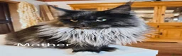 Maine Coon cats for sale: TICA registered DNA health tested maine coon boys - Advert 13