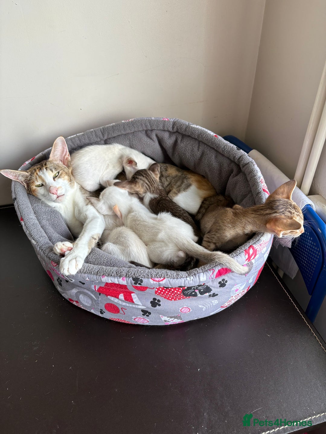 Siamese cats for sale: Siamese kitten - Image 3