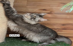 Maine Coon cats for sale: Last male Maine coon kitten READY European lines  - Image 11