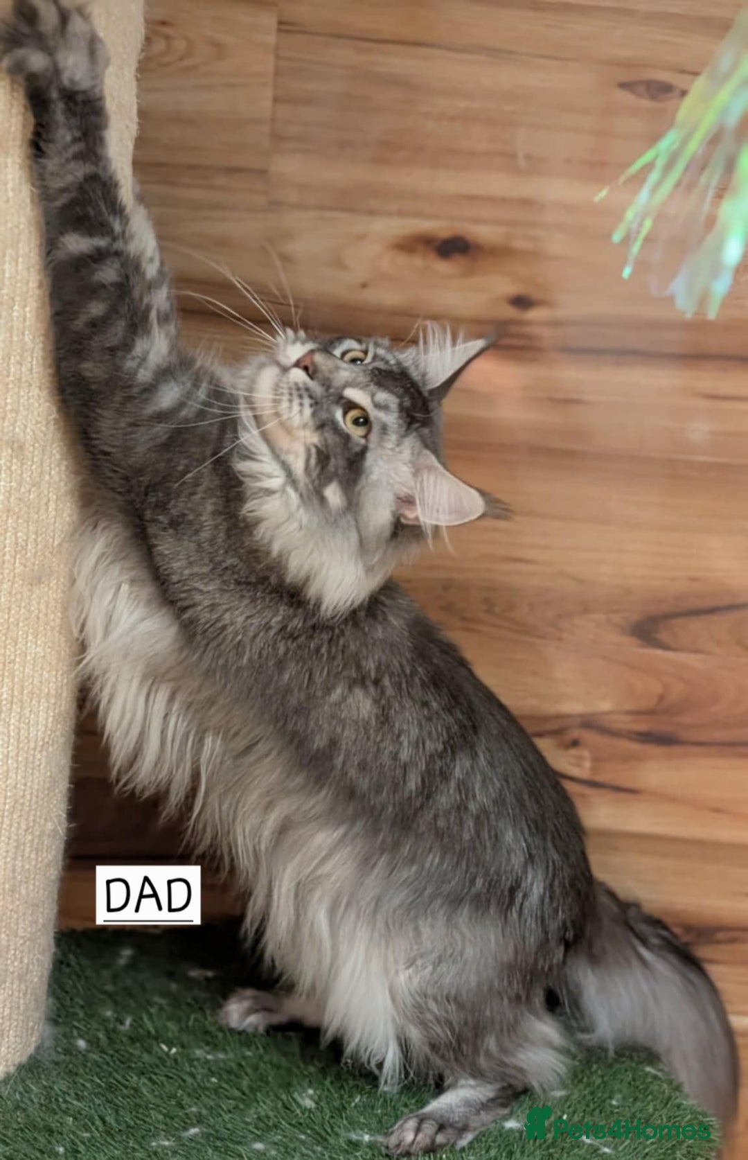Maine Coon cats for sale: Last male Maine coon kitten READY European lines  - Image 11