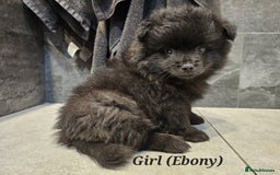 Pomeranian dogs for sale: 3 Pure XS Pomeranian, Boys Bear&Milo. Girl Ebony - Image 4