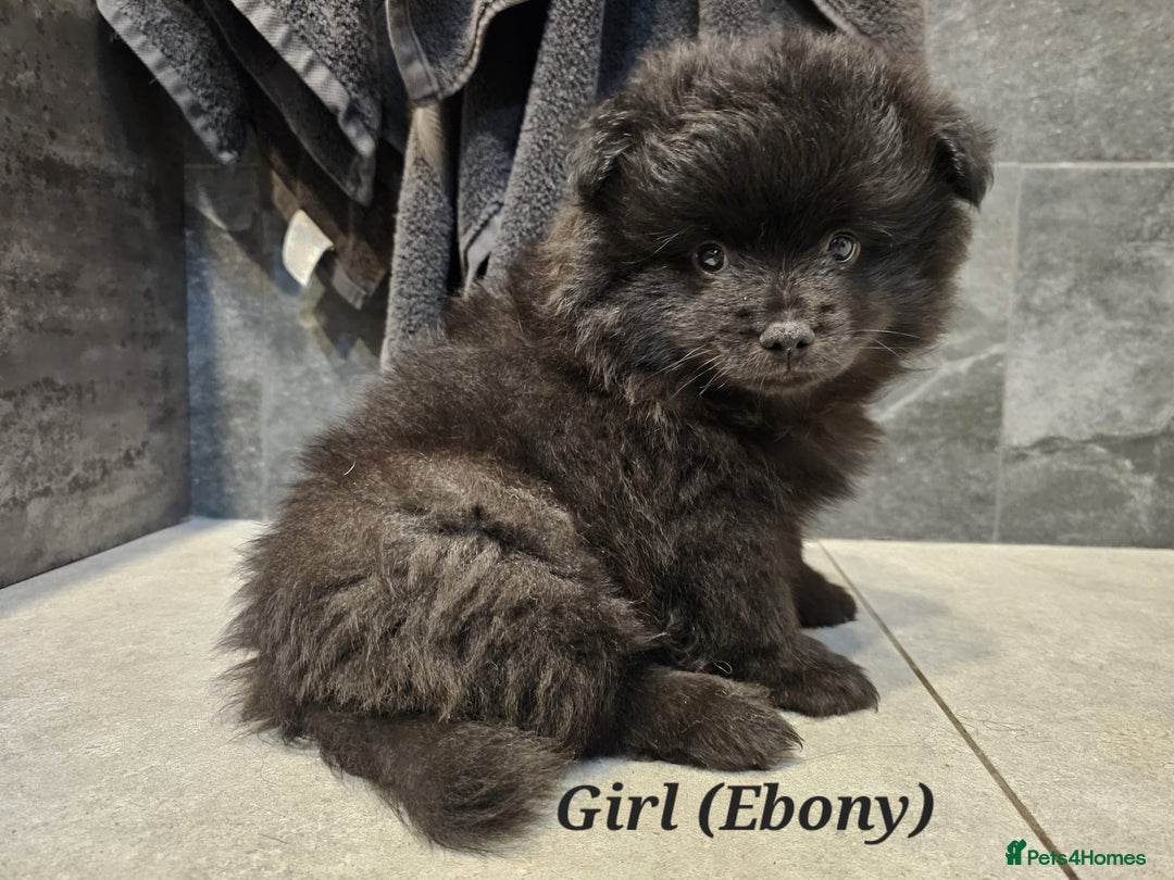 Pomeranian dogs for sale: 3 Pure XS Pomeranian, Boys Bear&Milo. Girl Ebony - Image 4