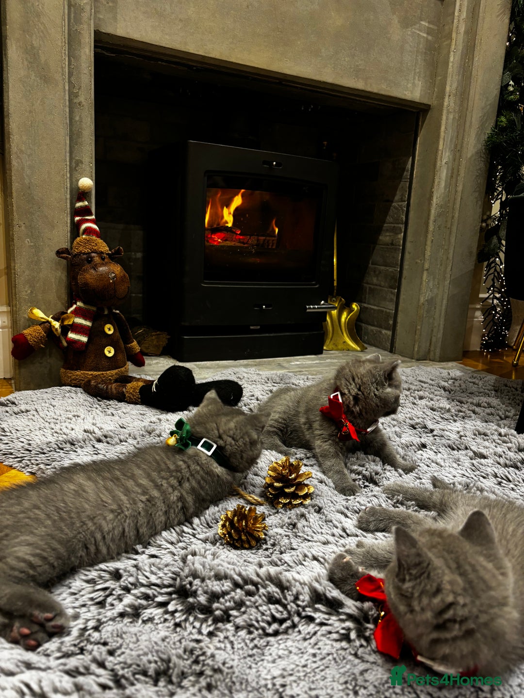 British Shorthair cats for sale: British Shorthair Kittens - Advert 38