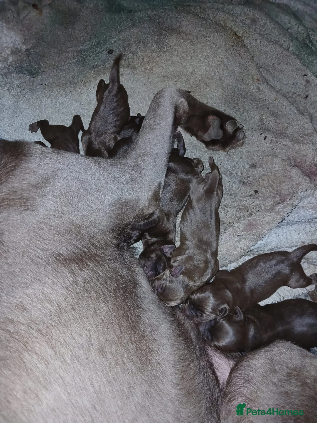 Labrador Retriever dogs for sale: Chocolate labs in Peterlee - Advert 2